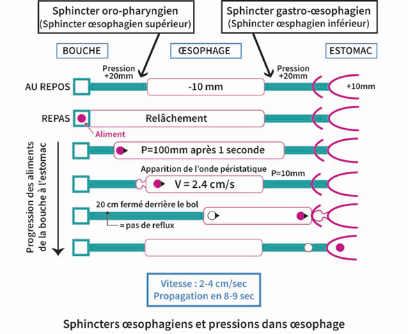 schéma régurgitation bébé