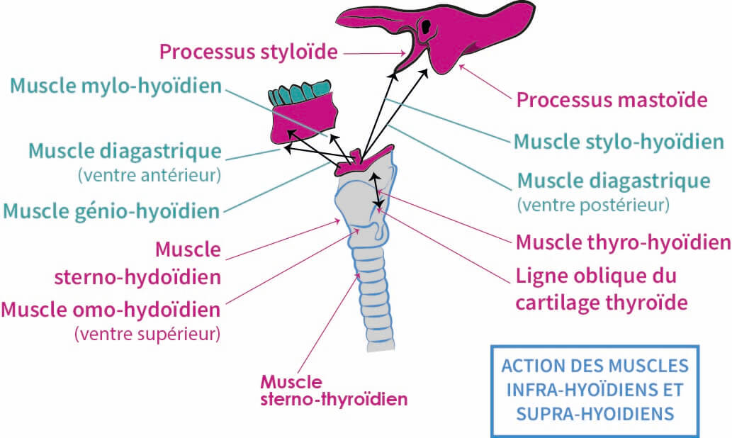 Insertions musculaires importantes
