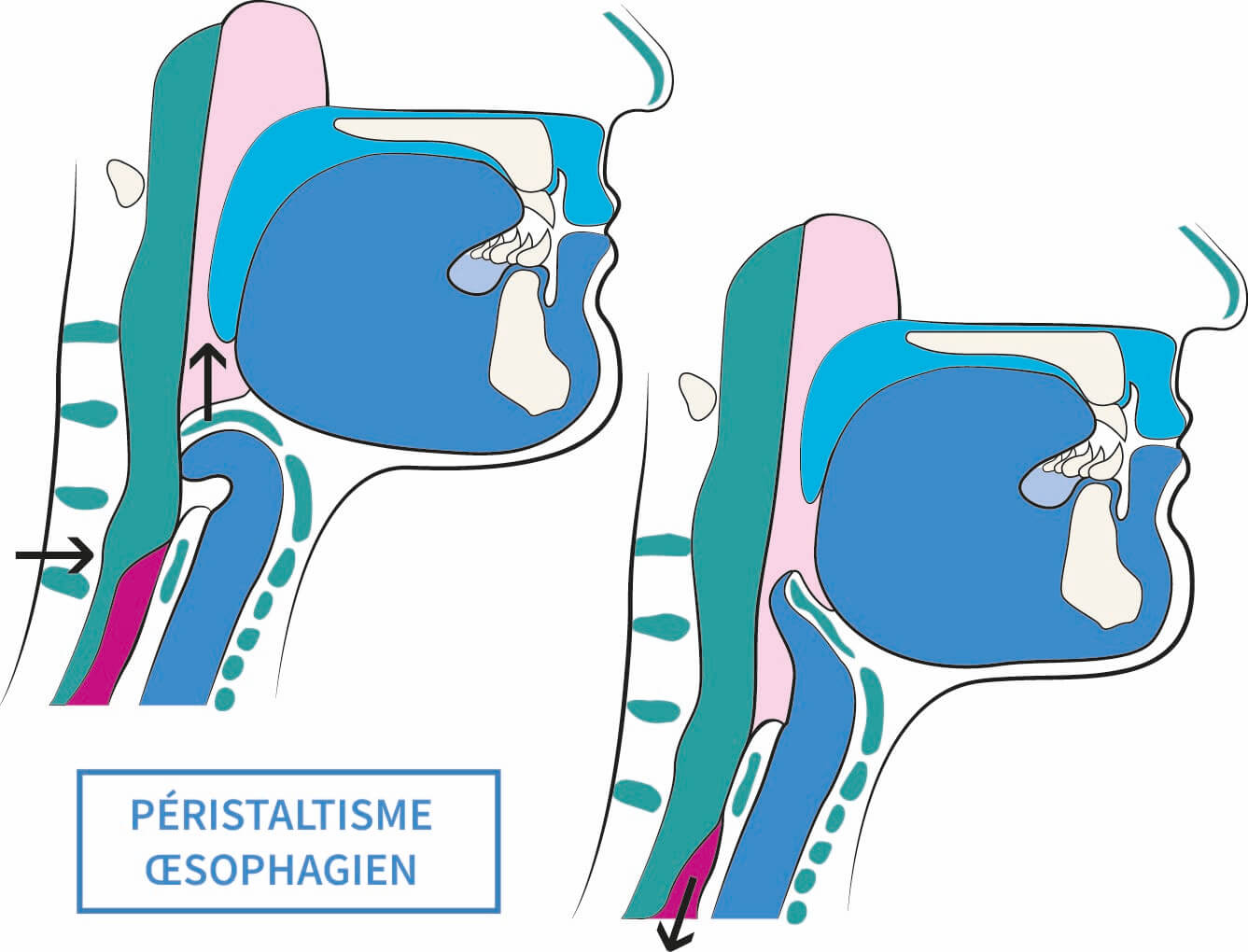 Peristaltisme OEsophagien