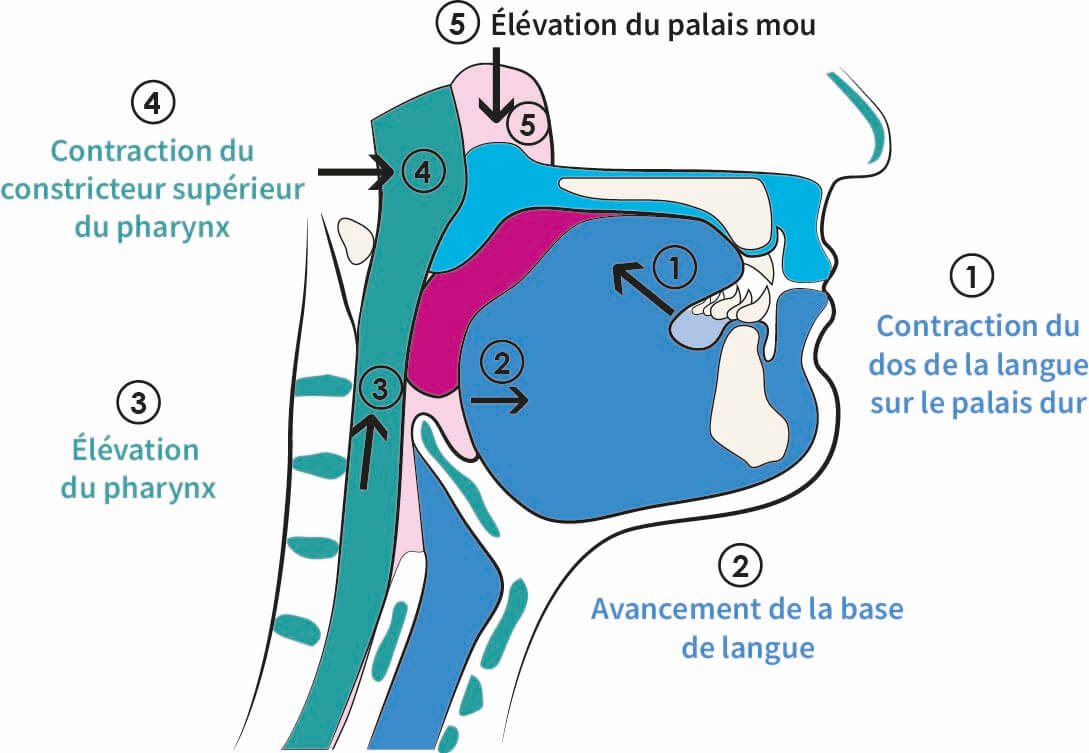 Phase Orale Schema 2e Temps