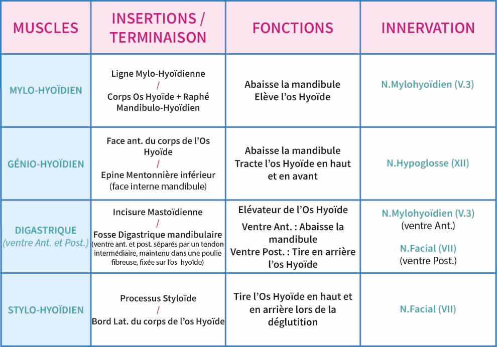 Tableau Les Muscles Supra Hyoidiens