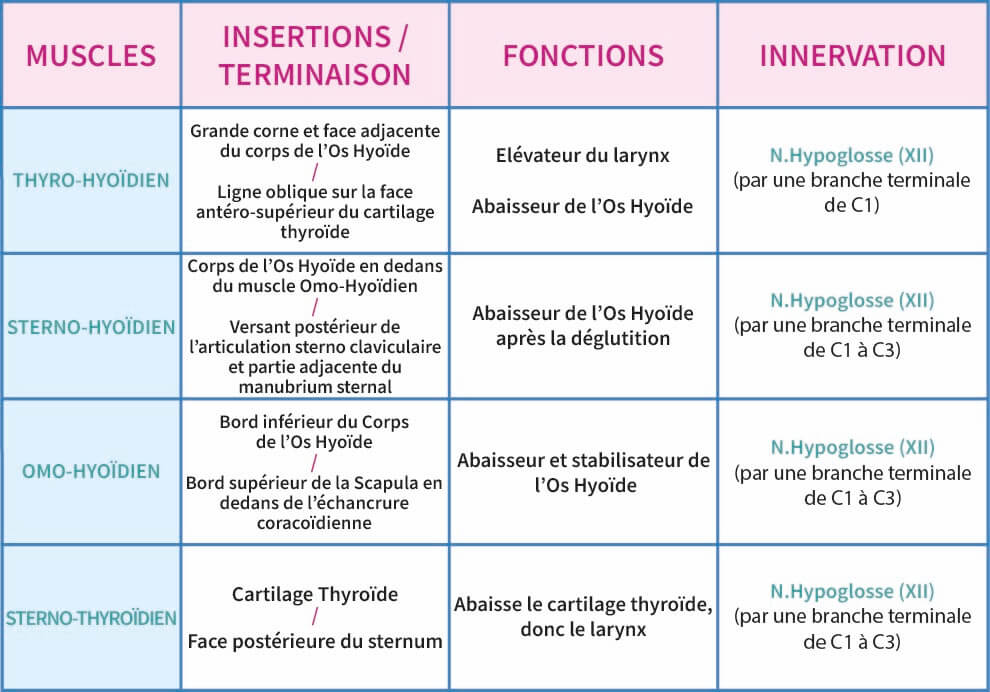 Tableau Les Muscles sous Hyoidiens